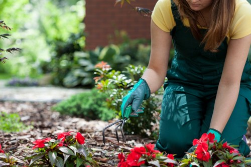 Professional garden maintenance and pruning in East Finchley