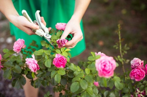 Professional hedge maintenance for East Finchley homes