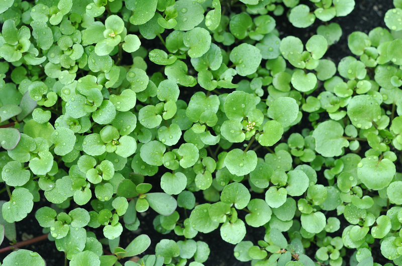 garden yard