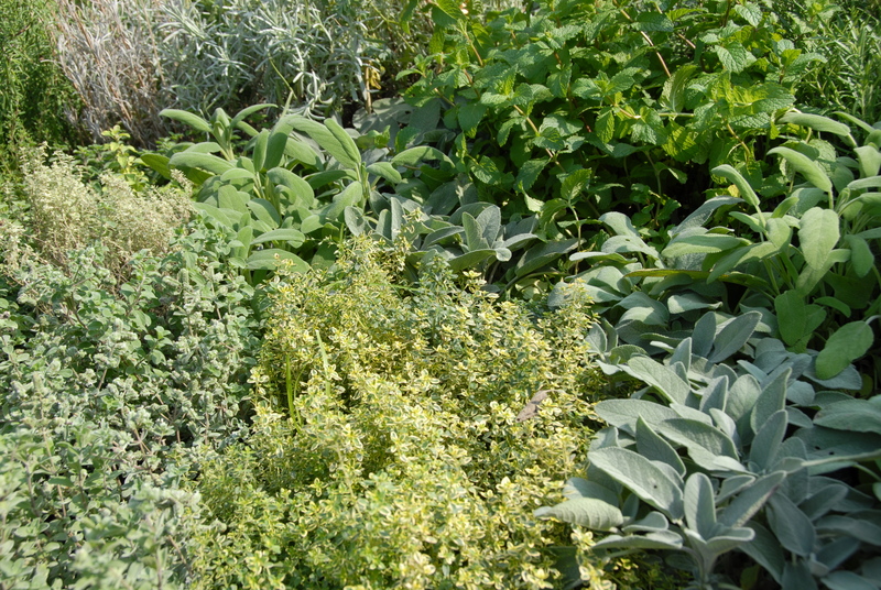 garden design Garden