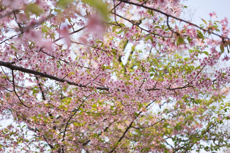 Close-up view of cherry blossom branches in full bloom with soft pink flowers and green leaves, set against a partly cloudy sky. The branches are thin and dark, supporting clusters of delicate blossom