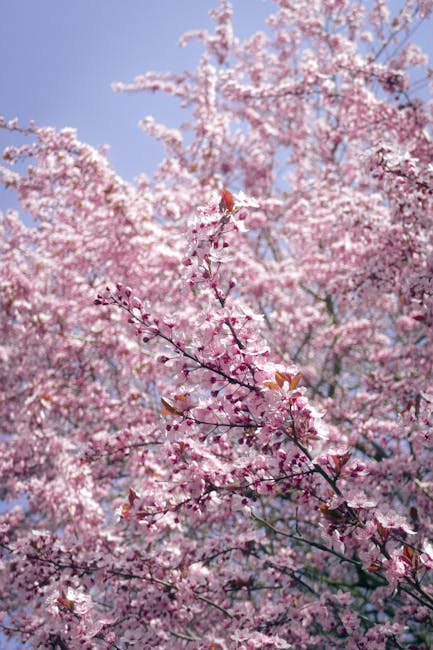 Close-up view of cherry blossom branches in full bloom with soft pink flowers and green leaves, set against a partly cloudy sky. The branches are thin and dark, supporting clusters of delicate blossom